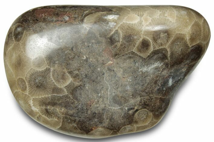 Polished Petoskey Stone (Fossil Coral) - Michigan #322969